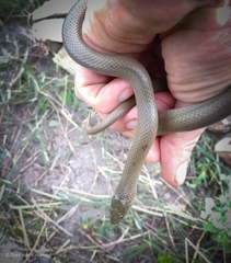 Lycodonomorphus inornatus