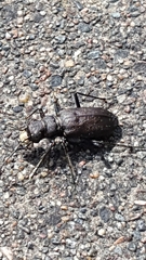 Cicindela longilabris