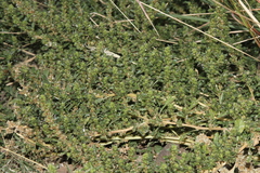 Amaranthus dinteri