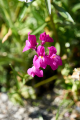 Linaria maroccana