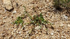 Plagiobothrys collinus fulvescens