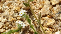 Plagiobothrys collinus fulvescens