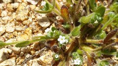 Plagiobothrys collinus fulvescens