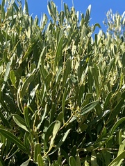 Olea exasperata