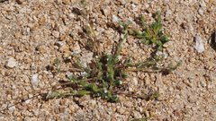 Plagiobothrys collinus fulvescens