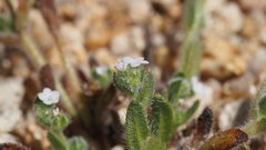 Plagiobothrys collinus fulvescens