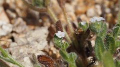 Plagiobothrys collinus fulvescens