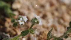 Plagiobothrys collinus fulvescens