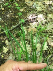 Carex leptonervia