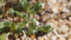 Plagiobothrys collinus fulvescens