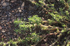 Amaranthus dinteri