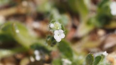 Plagiobothrys collinus fulvescens