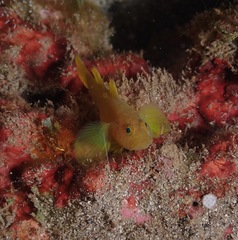 Priolepis aureoviridis