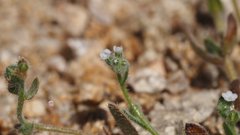 Plagiobothrys collinus fulvescens