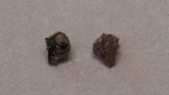 Plagiobothrys collinus fulvescens