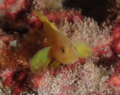 Priolepis aureoviridis
