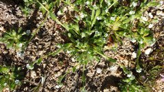 Plagiobothrys collinus fulvescens