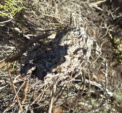 Crematogaster peringueyi