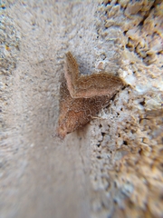 Ogdoconta