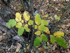 Nothofagus glauca