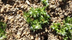 Plagiobothrys collinus fulvescens