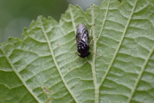 Elm Zigzag Sawfly, 6675 AC Valburg, Nederland, photo 7 of 10