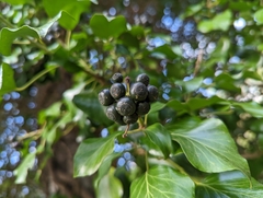 Hedera helix