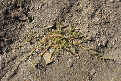 Amaranthus dinteri