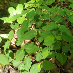 Euphorbia mercurialina