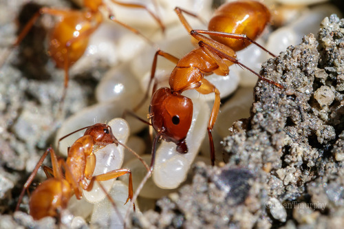 Chestnut Carpenter Ant