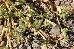 Amaranthus dinteri