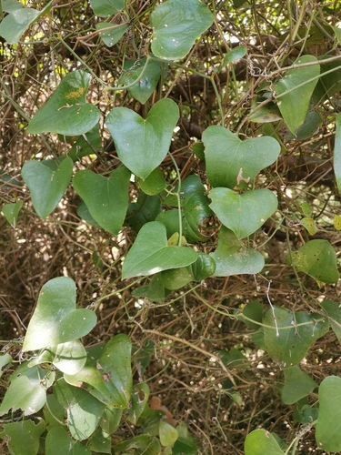 Crvena tetivika (Smilax aspera)
