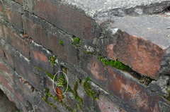 Cerastium holosteoides
