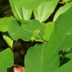 Euphorbia mercurialina