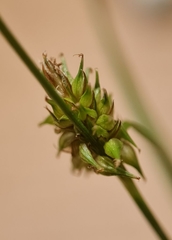 Carex lepidocarpa