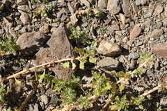Amaranthus dinteri