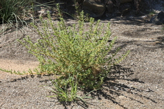 Amaranthus dinteri