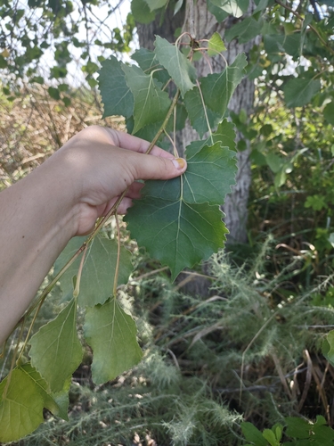 iNaturalist observation photo of Black Poplars and Allies