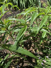 Iodanthus pinnatifidus