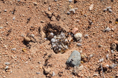 Pogonomyrmex rugosus