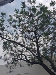 Jacarandeae