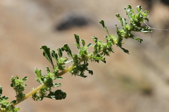 Amaranthus dinteri