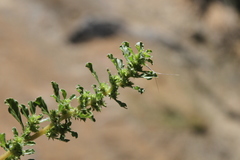 Amaranthus dinteri