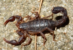 Vaejovis carolinianus