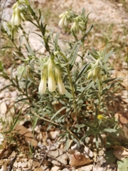 Onosma echioides