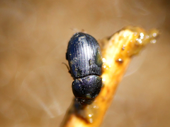 Agrilinus ater