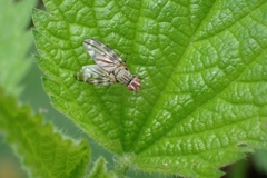 Otites guttata