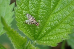Otites guttata