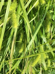 Carex lurida