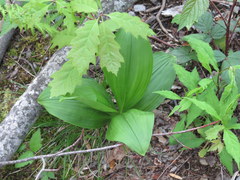 Veratrum parviflorum